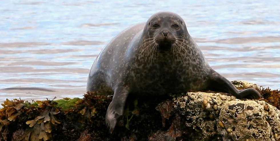 The site has recently been subject to persistent attacks from a large group of seals.