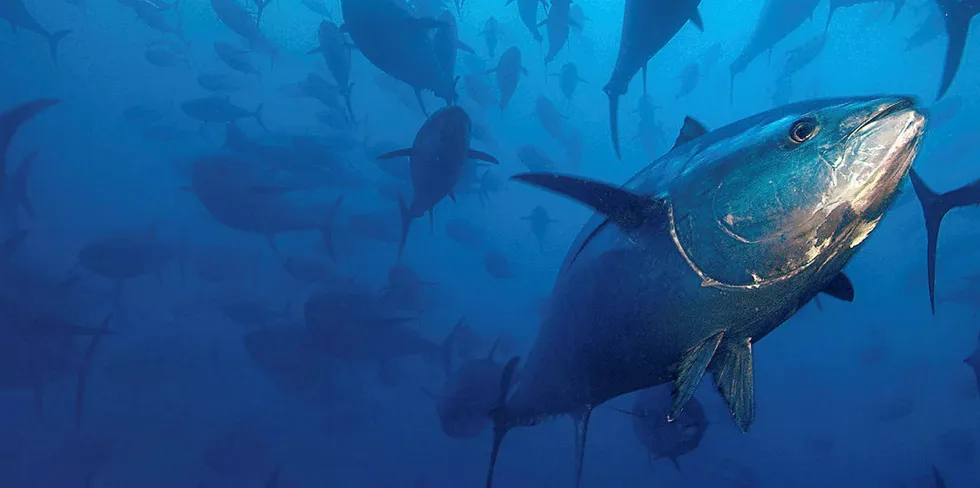 FCF Fishery is a 25 percent stakeholder in Bumble Bee.