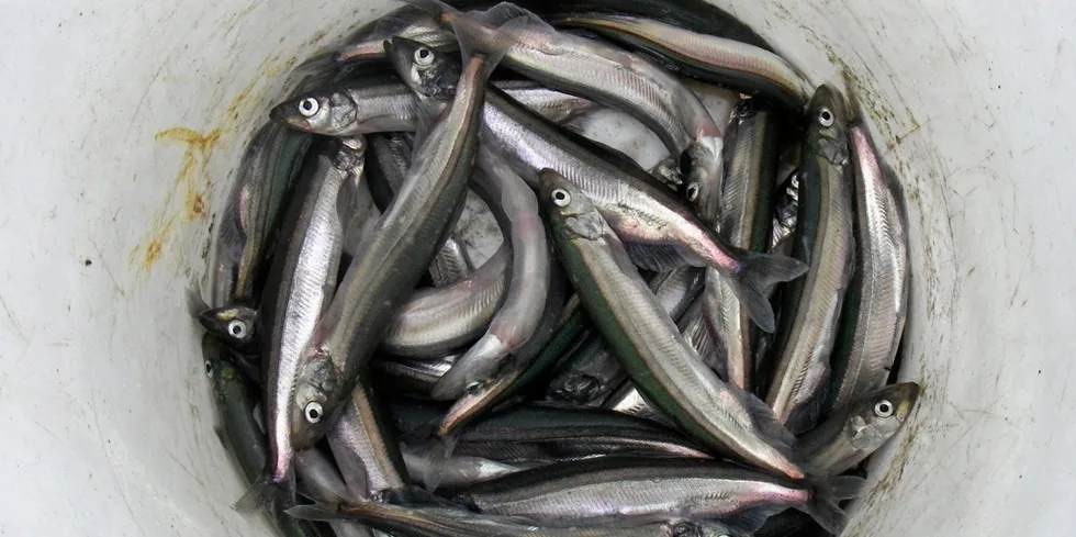Until recently Iceland saw many years without a capelin fishing season.