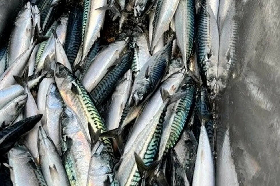 Mackerel.