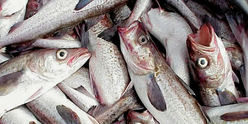 Russian pollock.