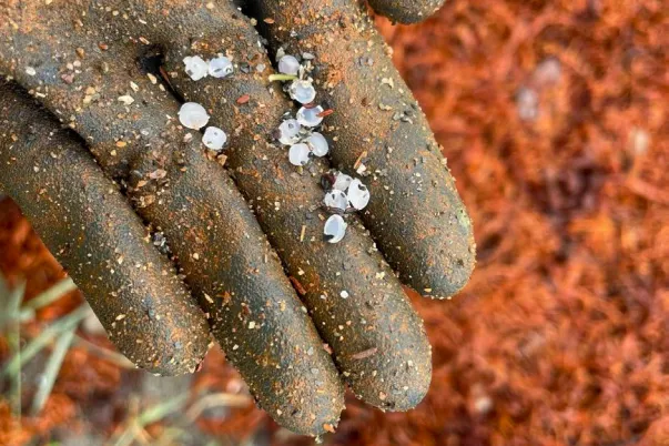 The plastic pellets are approximately three millimeters long with a five millimeters diameter.