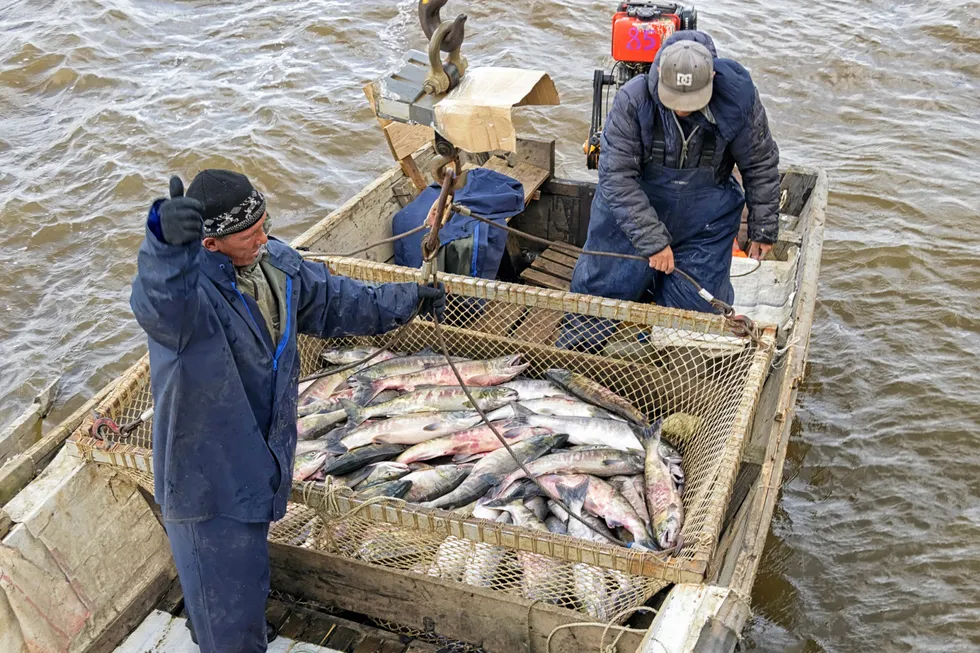 Higher license fees for Pacific wild salmon in Russia's Far East could affect more than 8,000 fishermen and 97 companies.