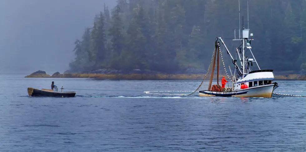 Prince William Sound in Alaska is accounting for the majority of pinks harvested this year.
