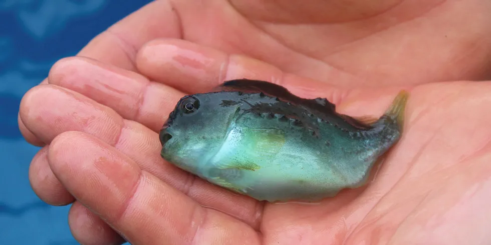 Lumpfish will be used as "cleanerfish" in the company's plans to combat sea lice.