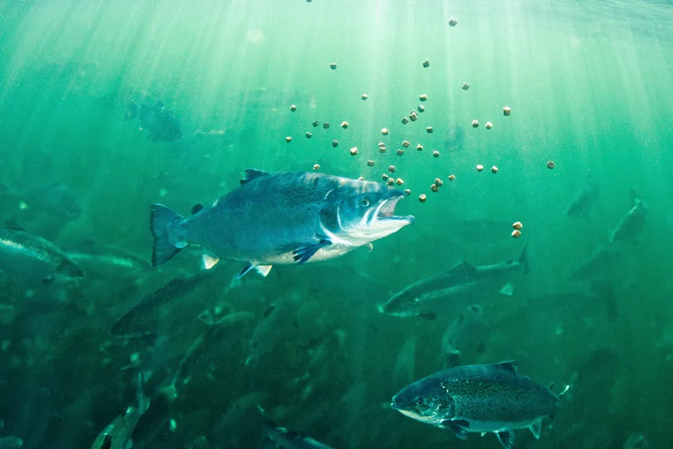 Feed giant Cargill has set ambitious emissions-reduction goals.