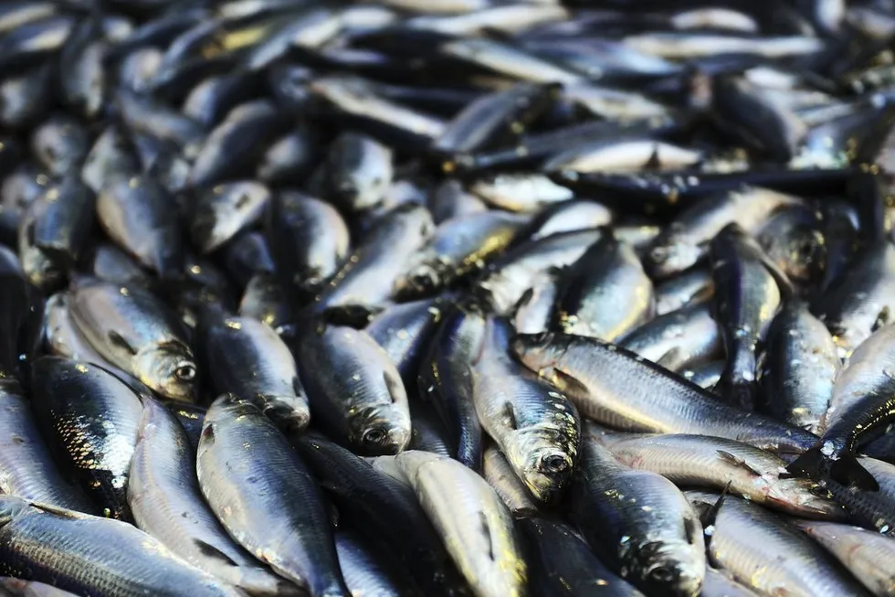 North Sea herring quota slashed to lowest level since 2011
