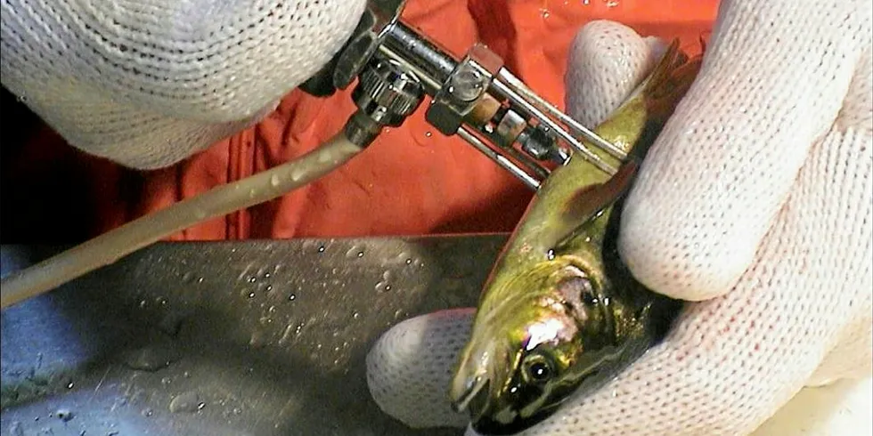 Salmon smolt vaccination.