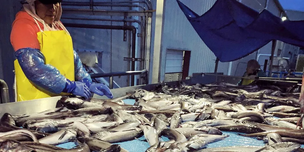 A worker processes hake at Bornstein Seafoods in Astoria, Oregon.