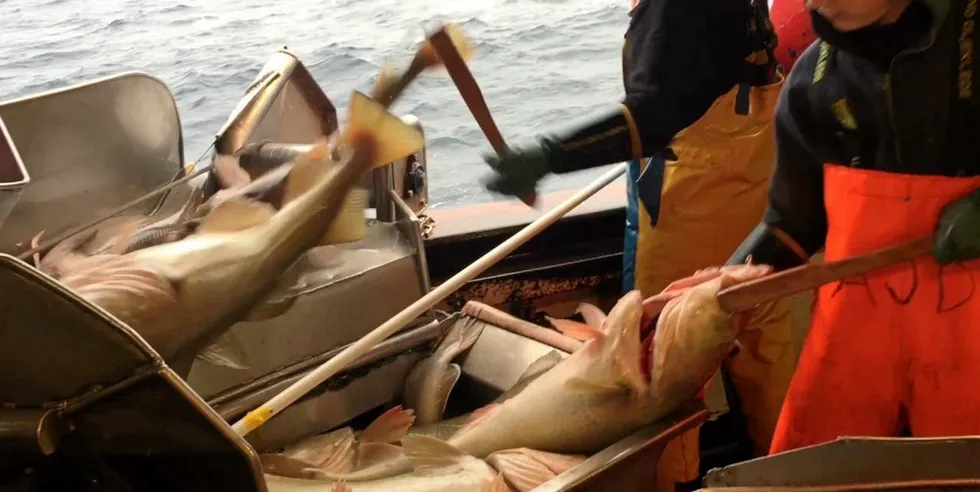 Russia’s LFA earned MSC certification for the West Bering Sea cod and halibut longline fisheries in October 2019.
