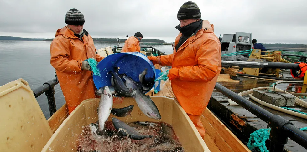 Farmed salmon producer Russian Aquaculture. Russia aims to more than triple farmed salmon production in the country to 185,000 metric tons by 2030.