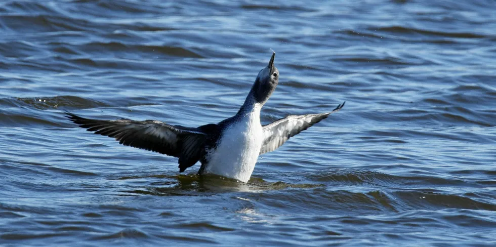 Gavia Stellate is in danger from offshore wind, it is claimed.