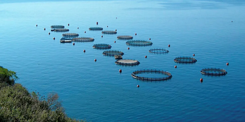 Owner Amerra Capital plans massive investements in Spain's sea bream, bass farming through 2020.