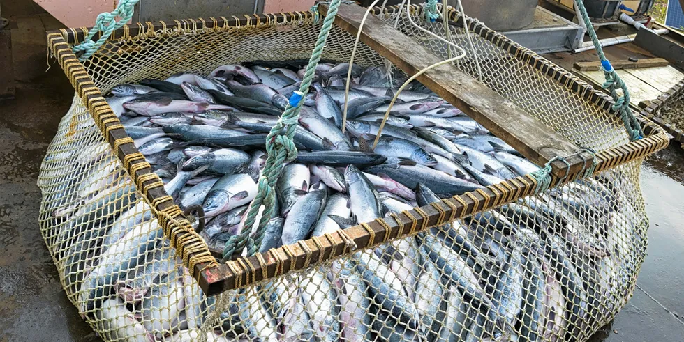 A scoop net containing fresh pink salmon from the Sea of Okhotsk, in Russia's Khabarovsk region.