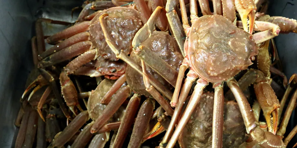 In 2020 Russia sharply increased its opilio snow crab exports to the United States, taking advantage of poor catches in Canada to raise prices.