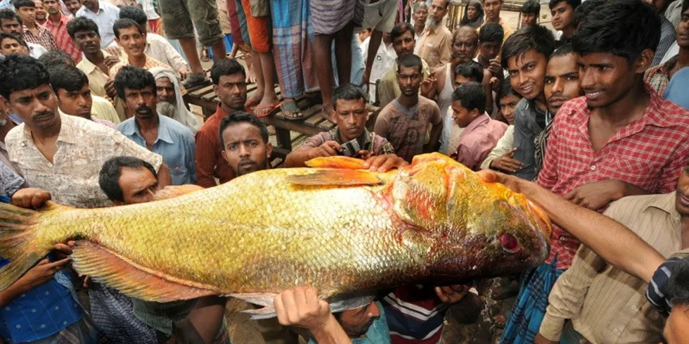 Though a rare golden snapper fish like this one can fetch thousands at Bangladesh auction, a consortium of Dutch investors is hoping to give a leg up to aquaculture producers farming more modestly-priced fish.