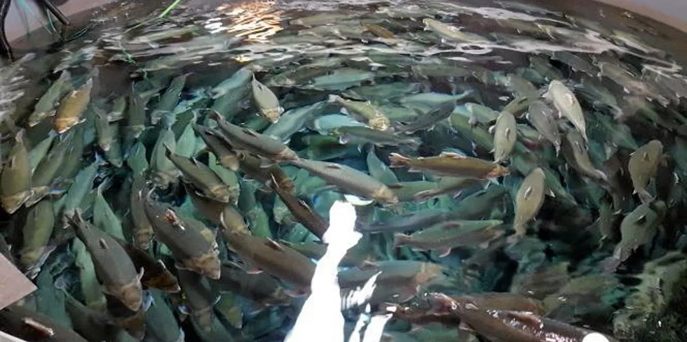 The company estimated it lost 95,000 to 100,000 fish worth at least CAD 600,000.
