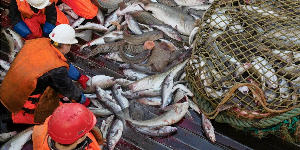 A crew unloads Atlantic cod on a Russia-based Norebo trawler.