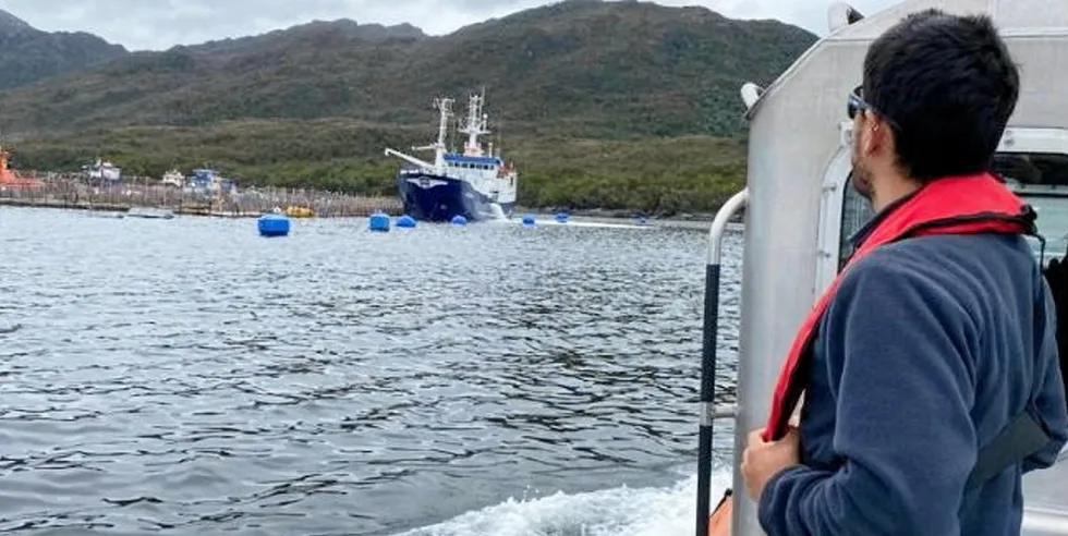 The algal bloom season is once again hurting Chilean salmon producers.