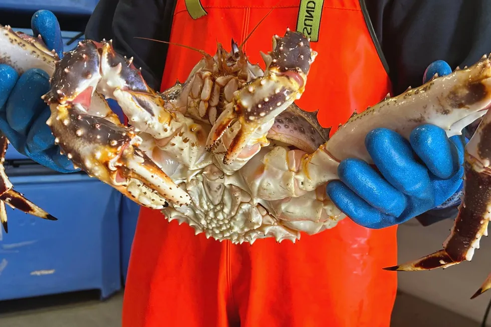 Norway's king crab quota is up, but it's biggest market is a question mark.