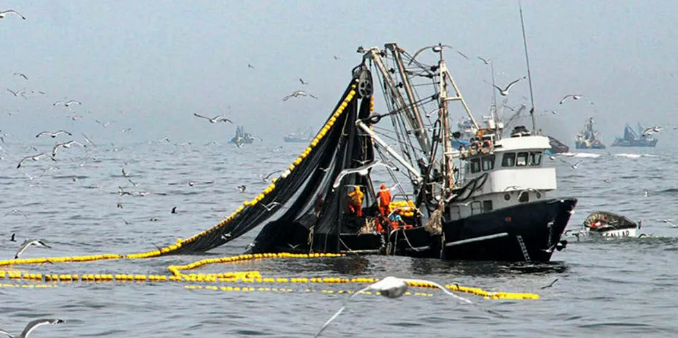 Peru Anchovy Fishing.