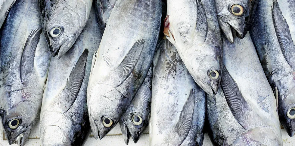 Tuna prices are now lower than they've been in years.
