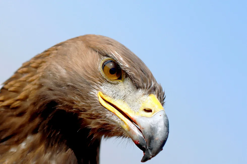 Eagle Resources: joins partnership with Freedom Energy for conventional oil prospects in North Dakota