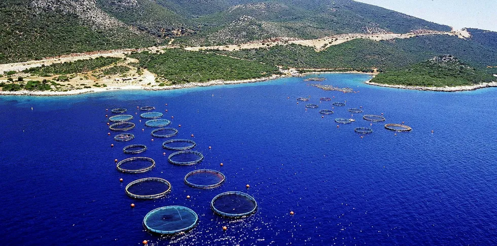 Greek seabass and seabream cages.