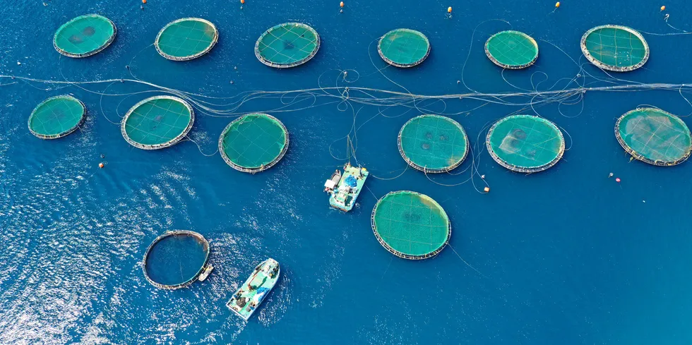 In general, the short-term outlook for the bass and bream market is positive for 2021 with high volumes available and high prices, fuelled by a shortage of bass.