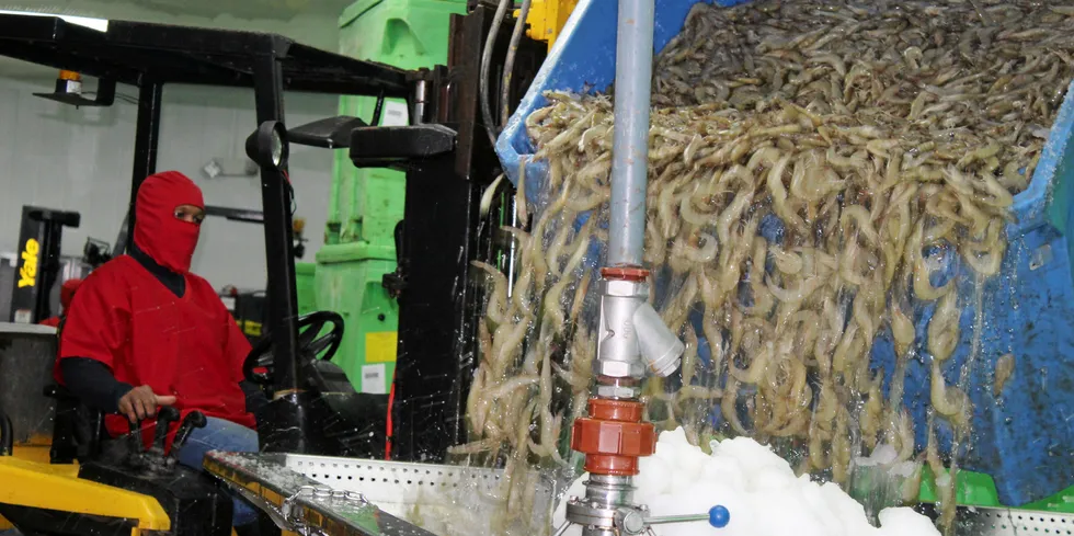 For the second consecutive month, Ecuador's shrimp export volume falls.