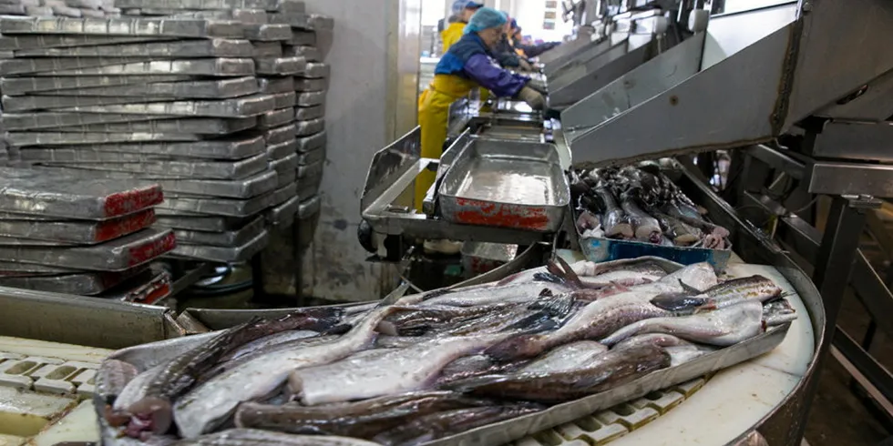 Inside Gidrostroy's pollock and pelagic processing plant on Shikotan Island in Eastern Russia.