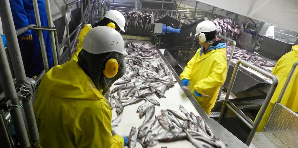 Alaska pollock is the primary focus of Trident's Akutan operation.