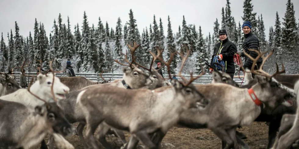 Sami people from the Vilhelmina Norra Sameby, gather their reindeers herd in a corral for selection and calf labelling.