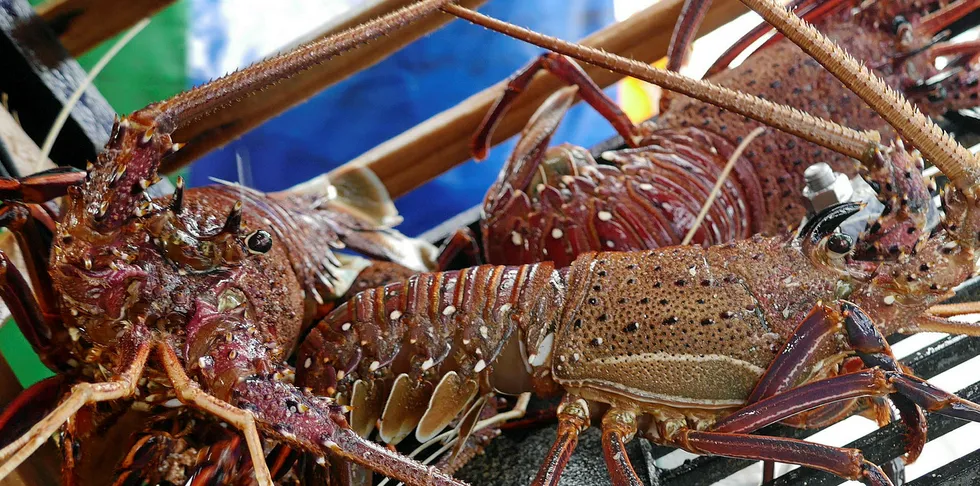 Rock lobster has been a particularly lucrative species for New Zealand in the Chinese market.