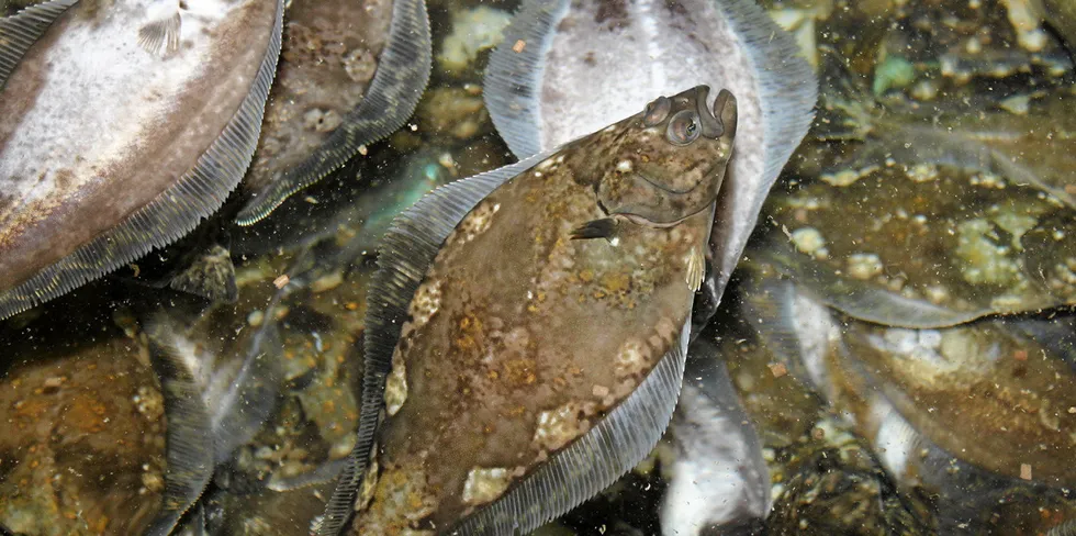 A farmed halibut swims in a tank at Halibut PEI in Canada. The company declared bankruptcy in January 2022. Front page: Halibut PEI President Jim Dunphy.