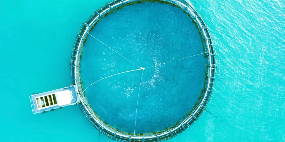 Last year, Barramundi Group, which also has production in Borneo, applied for 13 new licenses to grow operations in Australia from the current volume of approximately 1,600 metric tons per year, into a long-term volume of 30,000 metric tons per year