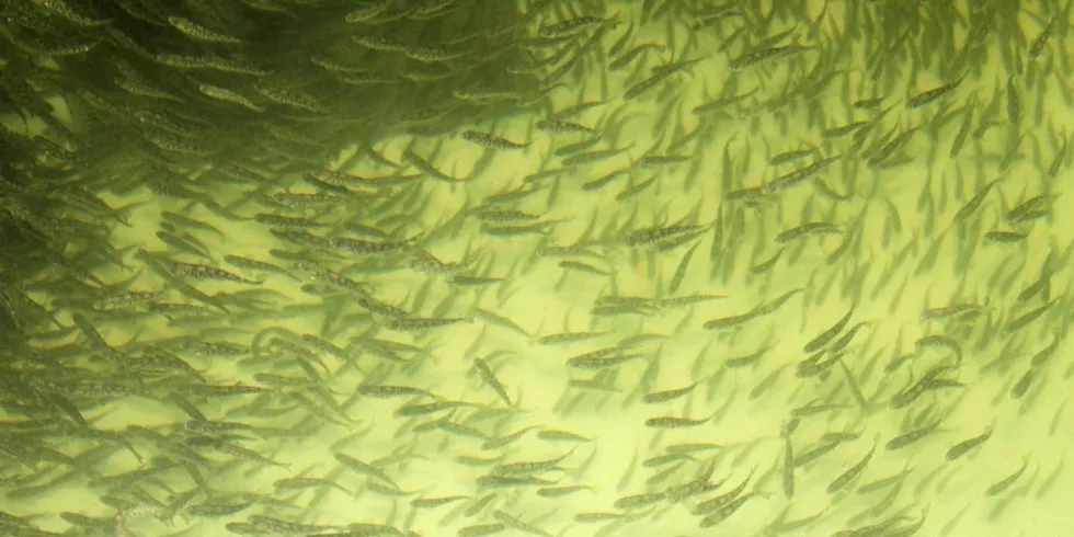700,000 smolt died overnight at Marine Harvest Norwegian farm.