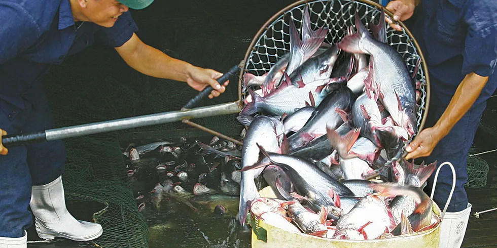 Vietnam's pangasius producers are struggling through the uncertainty of the coronavirus.