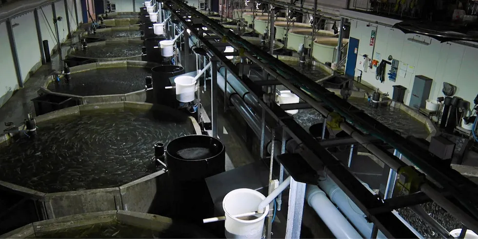 The Kingfish Company's land-based yellowtail facility in the Netherlands.