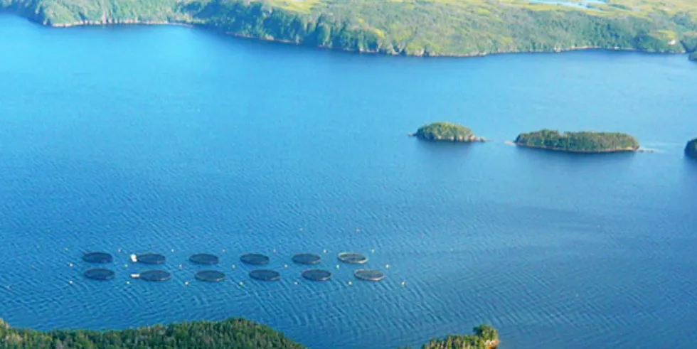 Northern Harvest Sea Farms have struggled with mortality incidents over the past year.