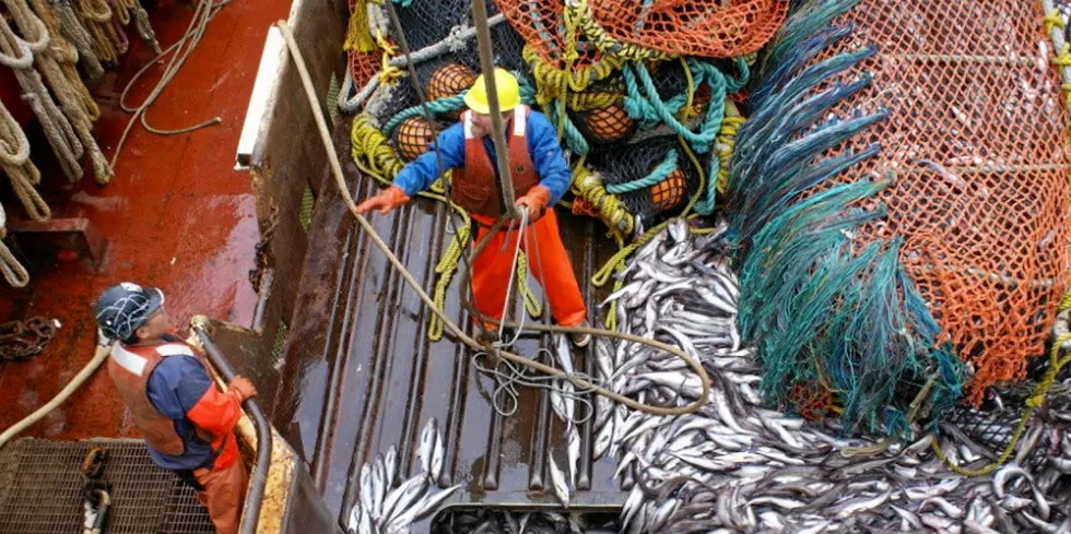 Alaska pollock prices are dropping. Pictured above: Glacier Fish Company harvesting Alaska pollock in 2021.