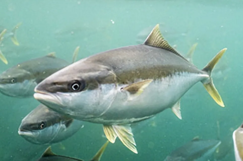 Clean Seas is farming yellowtail kingfish in Australia.
