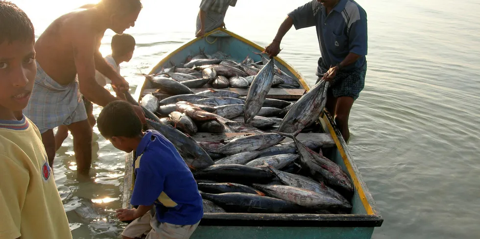 Beach landing of skipjack tuna in India.