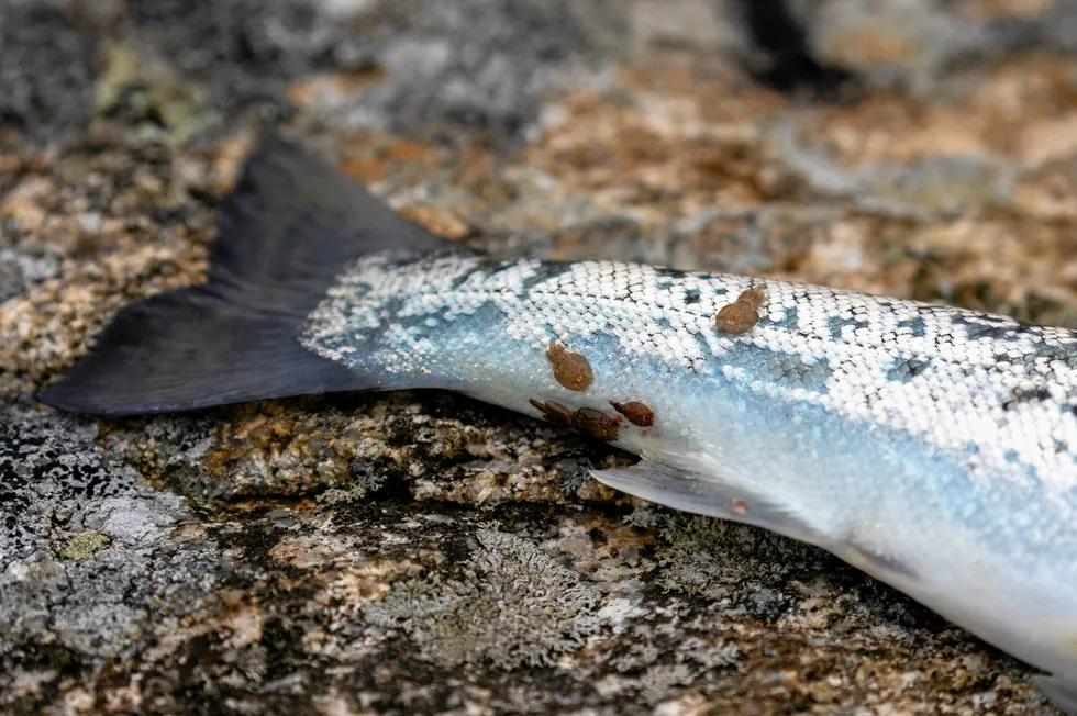 Sea lice levels are currently around four times the seasonal average for northern Norway, putting farmers at risk of fines.