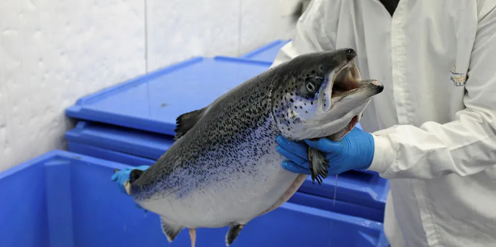 Some Chilean salmon farming companies have had challenges getting workers to show up for shifts during the coronavirus crisis.