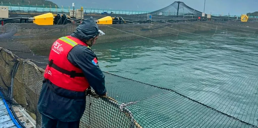 The mortalities are once again happening in the Reloncavi estuary, a body of water immediately south of Puerto Montt.