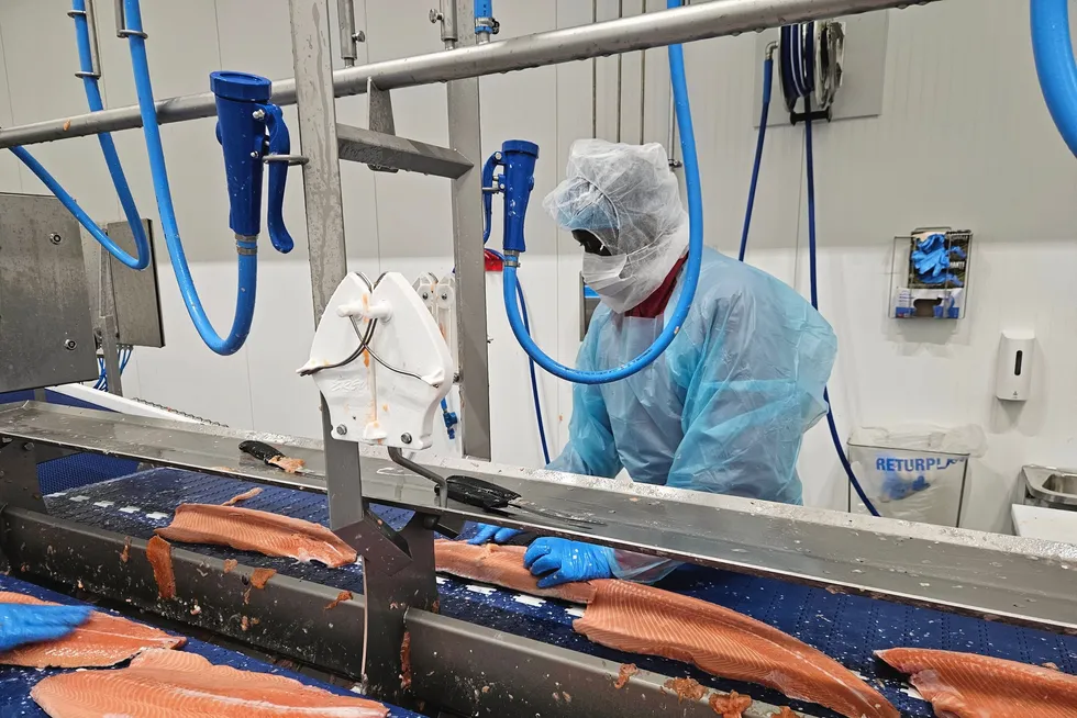Salmon prices have fallen throughout January and are expected to do so into next week, but the largest fish appear to be rising in price.
