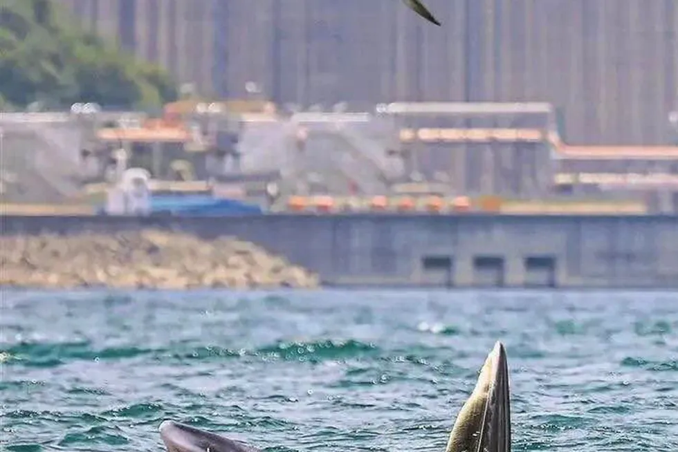 Sighted: the whale is feeding in waters offshore the Dapeng LNG terminal