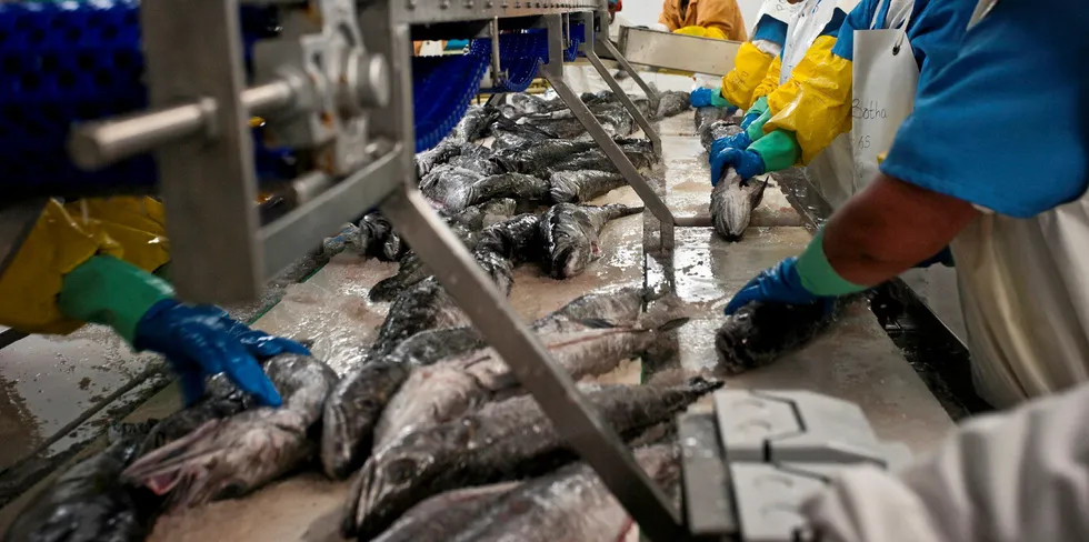 'The scale is so dramatically different': Simply not the volumes for hake or hoki to replace Russian whitefish