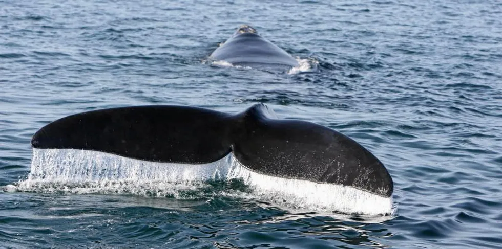Roda claims operation of the Vineyard Wind 1 will imperil the endangered Right whale